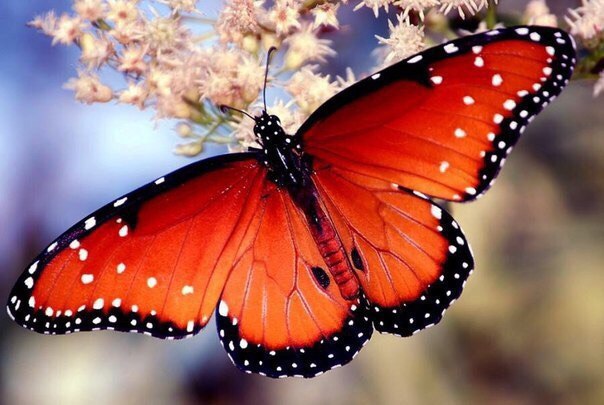 Самые Красивые Бабочки В Мире Фото