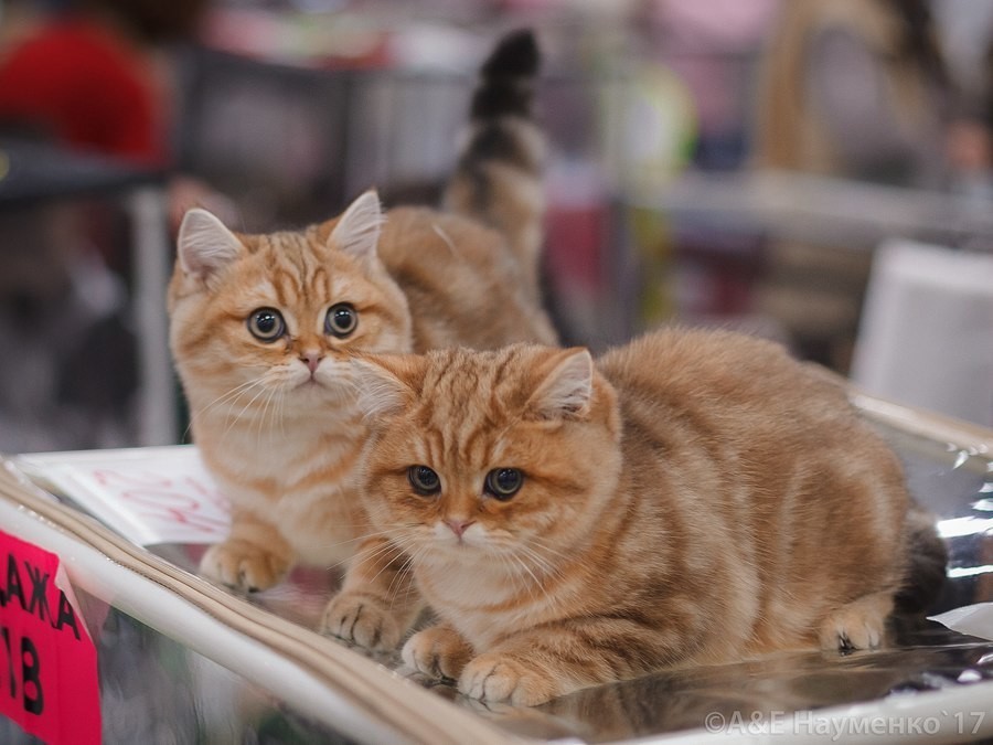 Фото Кошек И Котят Фото Кошек И Котят